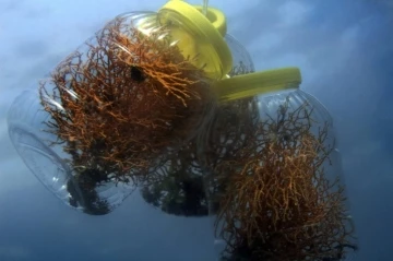 Marmara Denizi&rsquo;ne ekilen mercanlar iki kat gelişim sağladı: B&ouml;lgede biyo&ccedil;eşitlilik artıyor