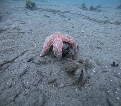 Marmara Denizi'nin ekolojik yapısı mercek altında