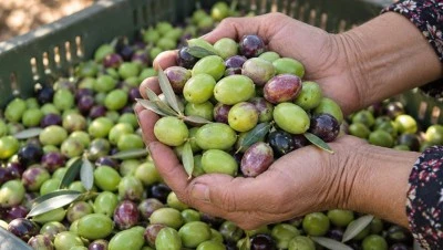Marmarabirlik&rsquo;te 2026/2027 sezonu rekolte s&uuml;reci başladı