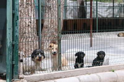 Marmaris Belediyesi&rsquo;nden Sokak Hayvanlarına Modern Yaşam Alanı
