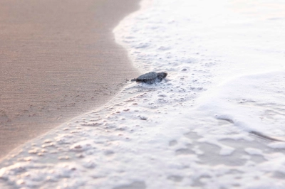 Mavi&rsquo;den Caretta Caretta&rsquo;lara Hayat