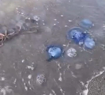 Mavi denizanaları Gemlik sahilini sardı