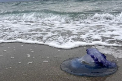 Mavi denizanaları Mudanya sahiline vurmaya başladı