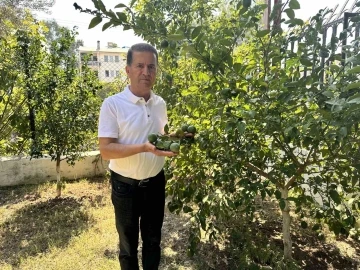 Mayer limon ağa&ccedil;ta kaldı
