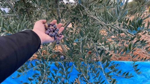 Mayıslar Mahallesi&rsquo;nde soğuk havaya rağmen 300 kilo zeytin zeytin hasat edildi
