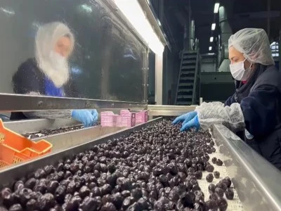 Mehmet&ccedil;iğin zeytini Bursa'dan 