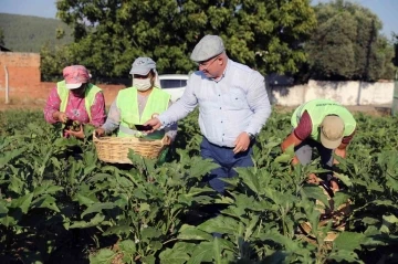 Menteşe Belediyesi &lsquo;Tohum Bankası&rsquo; kuruyor
