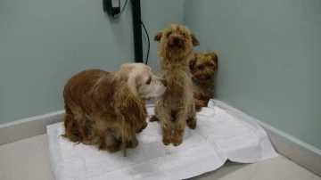 Bursa'da b&uuml;y&uuml;k vicdansızlık 