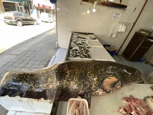 Meri&ccedil; Nehri&rsquo;nde dev yayın balığı yakalandı