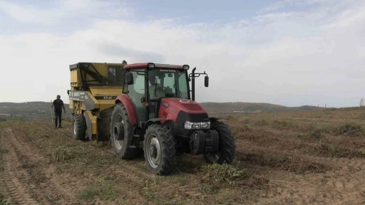 Meri&ccedil;&rsquo;te coğrafi işaretli yer fıstığında hasat mesaisi başladı

