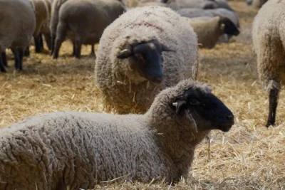 Merinos Koyunu'na rakip, Bandırma Koyunu 