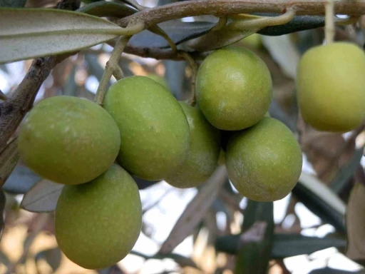 Mersin&rsquo;de 150 bin  ton zeytin rekoltesi elde edildi
