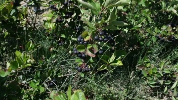 Mersin&rsquo;de aronya hasadı başladı
