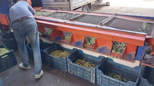 Mersin&rsquo;de bah&ccedil;eden sofralara zeytinyağı yolculuğu başladı
