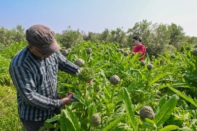 Mersin&rsquo;de enginar projesi ilk hasadını verdi
