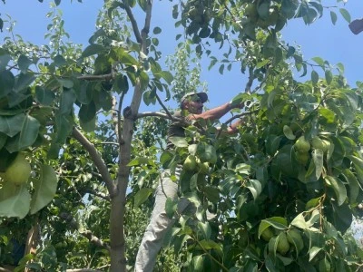 Meşhur Bursa armudunun dal fiyatı 40 lira