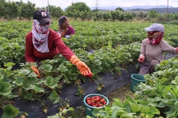 Meşhur Emiralem &ccedil;ileklerinde hasat zamanı
