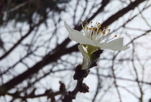 Mevsim normallerinin 4 katı sıcaklık meyve ağa&ccedil;larını &ccedil;i&ccedil;ek a&ccedil;tırdı