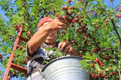 Meyvedeki d&uuml;ş&uuml;ş tarım iş&ccedil;ilerini de kara kara d&uuml;ş&uuml;nd&uuml;r&uuml;yor