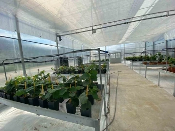 Mikro &ccedil;oğaltımla yılda 50 bin adet sertifikalı fındık fidanı &uuml;retilebilecek
