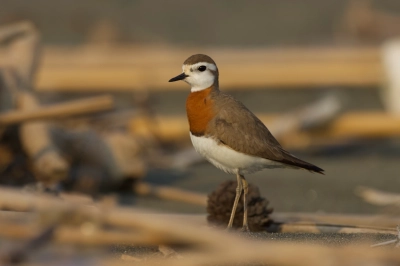 Milleyha Kuş Cenneti Koruma Altına Alınıyor