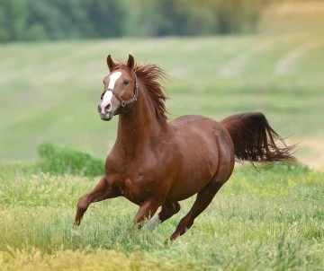 Milyonluk taylar Bursa Karacabey'de g&ouml;r&uuml;c&uuml;ye &ccedil;ıkıyor