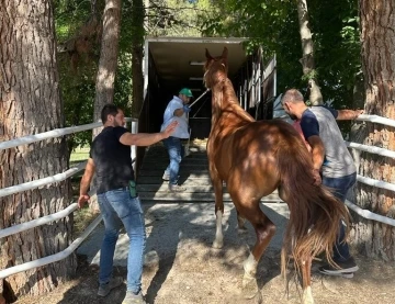 Milyonluk taylar g&ouml;r&uuml;c&uuml;ye &ccedil;ıkmaya hazırlanıyor