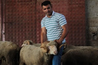 Milyonluk yerli ko&ccedil;un erkek &uuml;&ccedil;&uuml;z yavrusu oldu