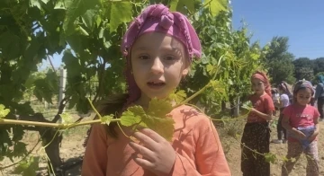 Minik &ouml;ğrenciler asma yaprağı topladı
