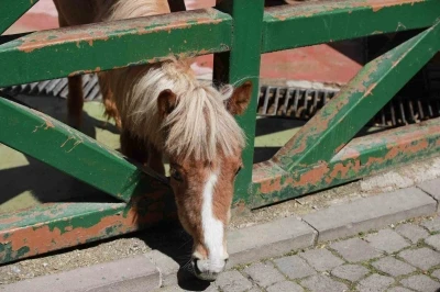 Minikler Evcil Hayvan Parkı&rsquo;nı gezdi
