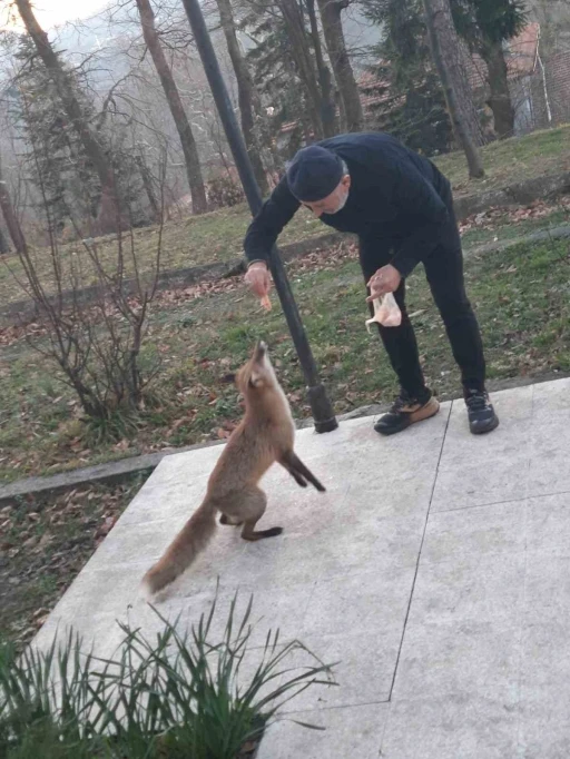 Misafirhane g&ouml;revlisi, a&ccedil; tilkiyi elleriyle besledi
