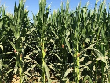 Bursa'da mısır fiyatları &uuml;reticiyi memnun etmedi