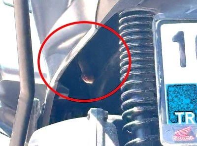 Motosiklete giren yılan korkuttu