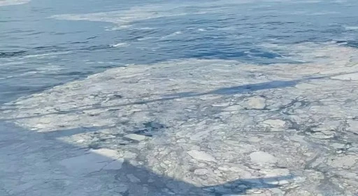 Mudanya'da denizin &ouml;l&uuml;m &ccedil;ığlığı 