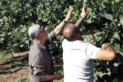 Mudanya'da incir hasadı s&uuml;r&uuml;yor 