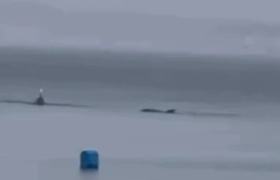 Mudanya'da yunusların g&uuml;zelliği