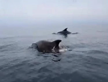 Mudanya sahilinde yunuslarla unutulmaz karşılaşma