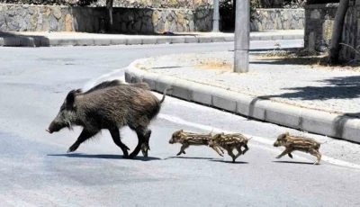 Muğla&rsquo;da yaban domuzlarıyla m&uuml;cadele kararı
