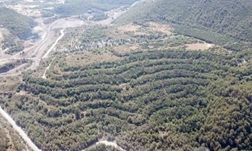 Muğla Valiliği: "Akbelen&rsquo;e izin sahibi 130 bin fidan dikecek"
