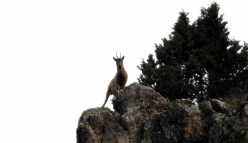 Munzur Dağlarında yaban ke&ccedil;ileri g&ouml;r&uuml;nt&uuml;lendi
