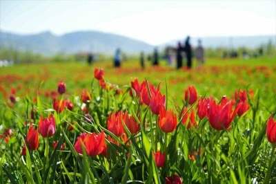 Muş&rsquo;ta 20 g&uuml;nl&uuml;k "lale devri" başladı
