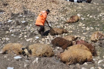 Muş&rsquo;ta 80 adet k&uuml;&ccedil;&uuml;kbaş telef oldu
