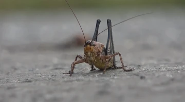 Muş&rsquo;ta &ccedil;alı &ccedil;ekirgeleri tehdidi: Ekili alanlar risk altında
