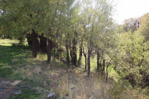 Muş&rsquo;ta jaguar g&ouml;r&uuml;ld&uuml;ğ&uuml; iddiası
