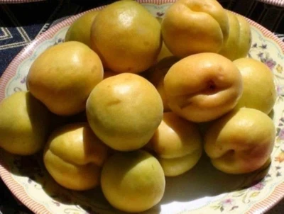 Mut Karacaoğlan Kayısı K&uuml;lt&uuml;r ve Sanat Festivali 30 Mayıs&rsquo;ta
