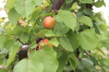 Mut&rsquo;ta kayısı rekoltesi 200 bin ton olarak ger&ccedil;ekleşti

