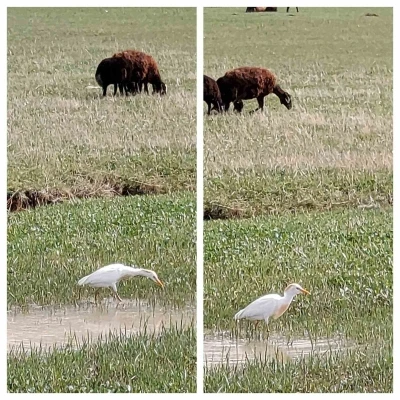 Nadir g&ouml;r&uuml;len sığır balık&ccedil;ılı Diyadin&rsquo;de
