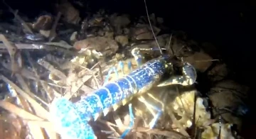 Nadir g&ouml;r&uuml;nen mavi ıstakoz Ayvalık a&ccedil;ıklarında g&ouml;r&uuml;nt&uuml;lendi
