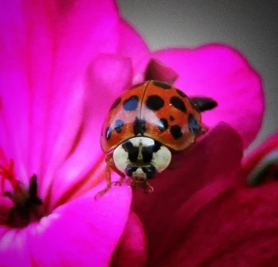 Nadir, uğur b&ouml;ceği t&uuml;r&uuml; g&ouml;r&uuml;nt&uuml;lendi
