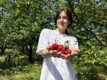 Napolyon kirazı, kilosu 45-50 liradan ihra&ccedil; ediliyor